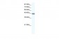 ENO1 antibody - C-terminal region